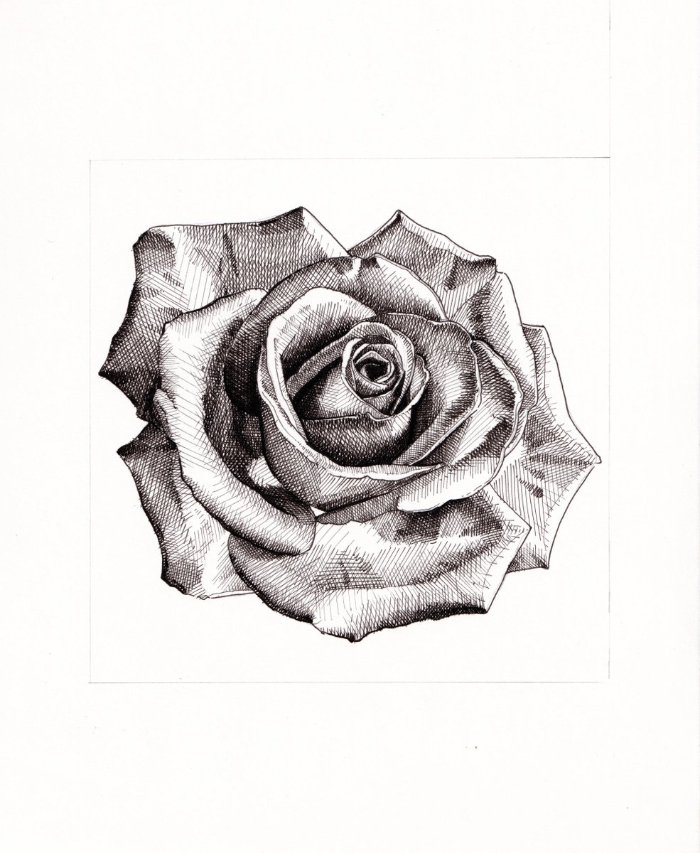 Rose I by Louis Savage