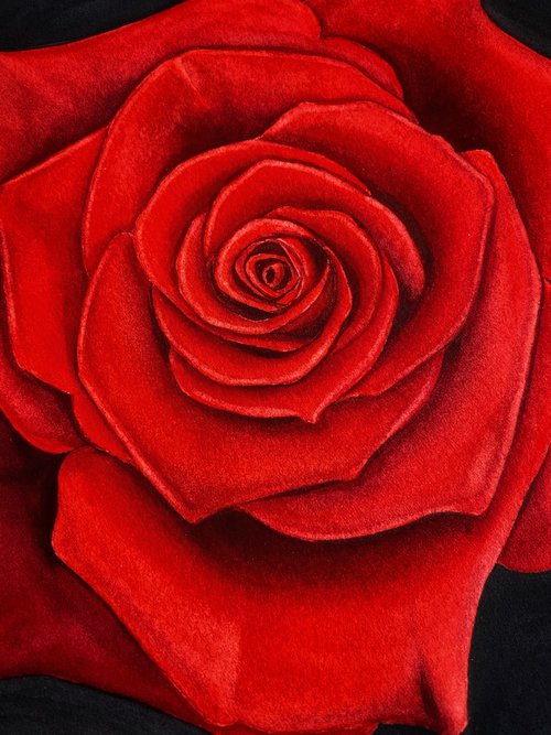 Red rose with black background by Tina Shyfruk