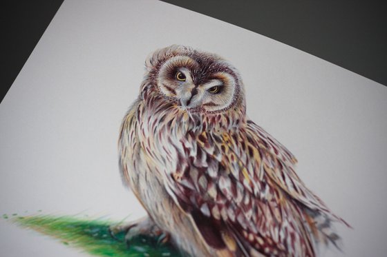Short-eared Owl - Bird Portrait