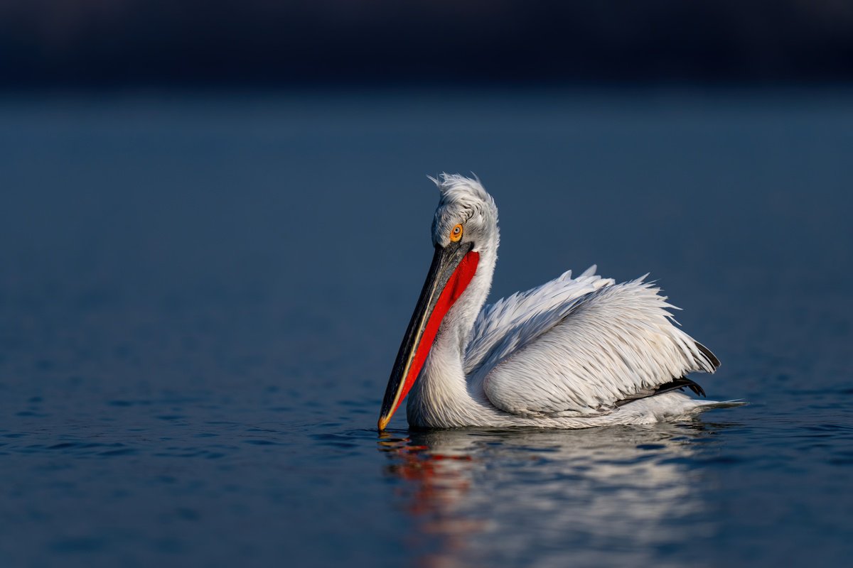 Photorealistic Animal Photograph By Nick Dale, 53 X 38", The Blue Line, Original Artwork