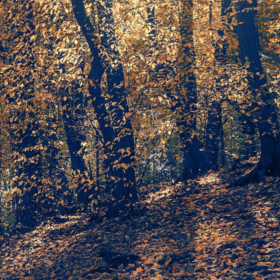 Through the yellow leaves.