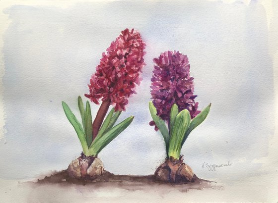 Shades of purple - Hyacinths