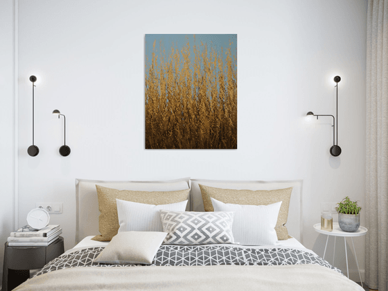 Summer Wheat