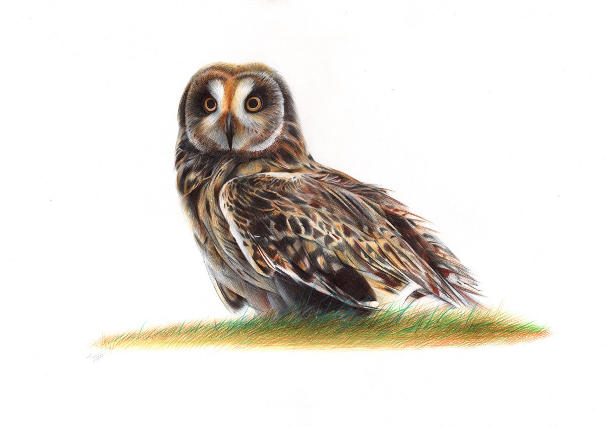 Short-eared Owl - Bird Portrait (Realistic Ballpoint Pen Drawing) by Daria Maier