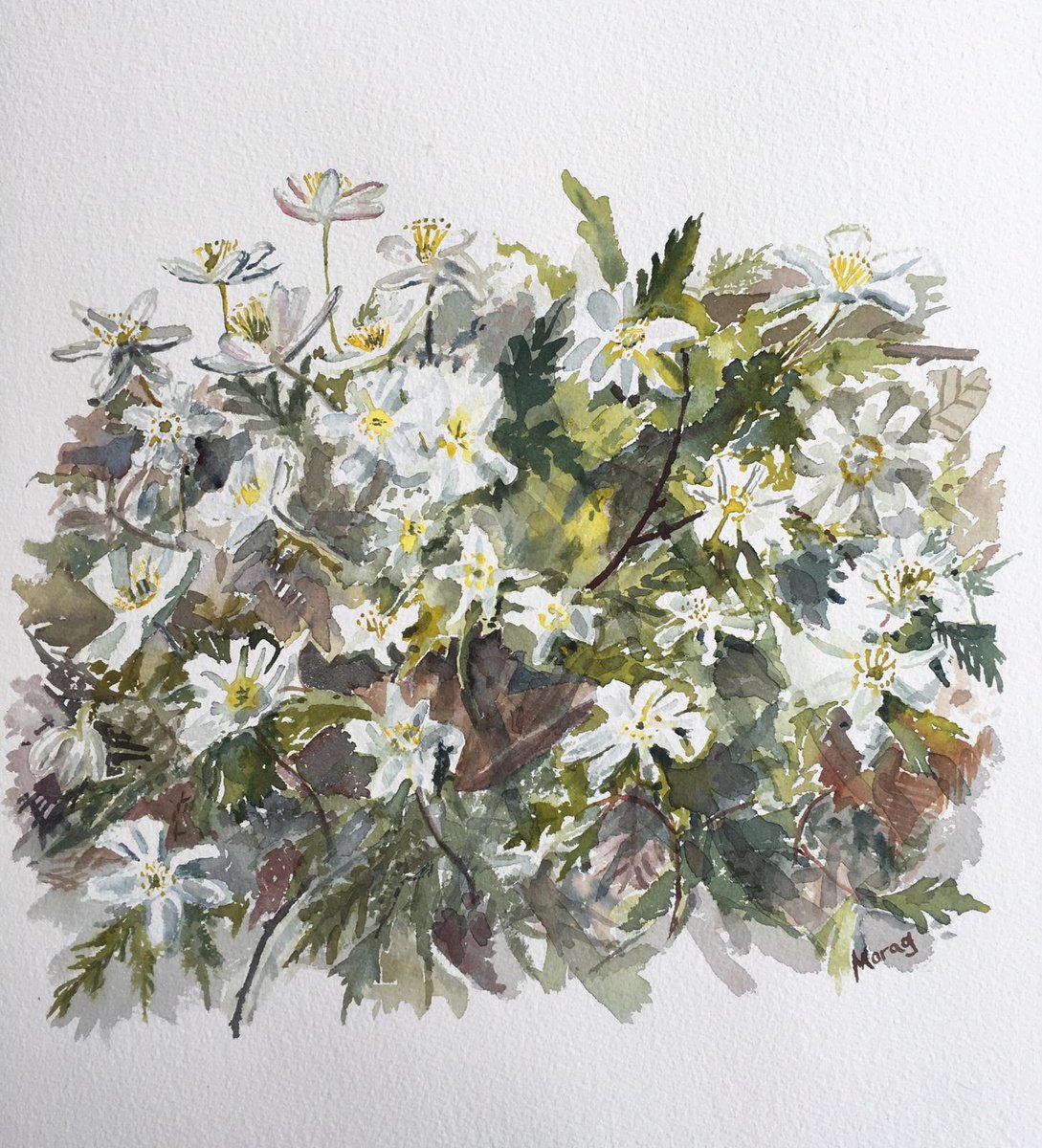 Impressionistic Botanical Watercolour By Morag Paul, 20 X 20", Reaching For The Light, Wood Anemones, Original Artwork