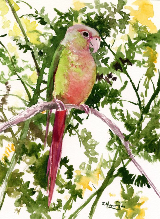 Pineapple Conure Parakeet