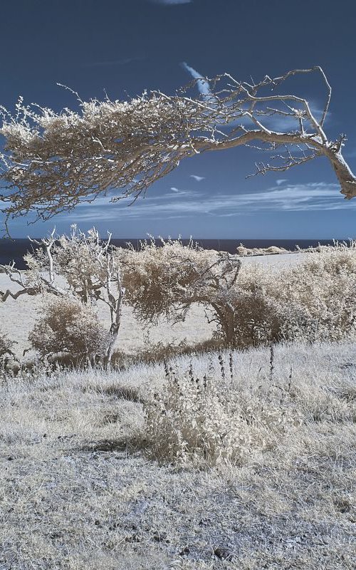 Tree, Cuckmere Haven by Ed Watts