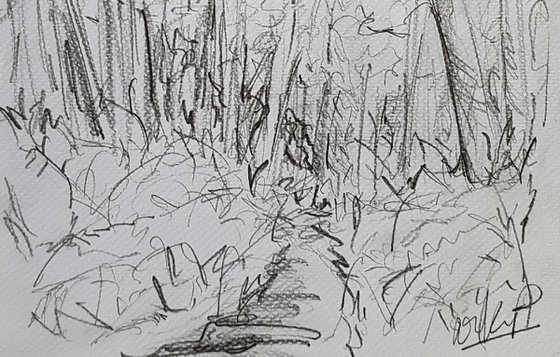 Walk in the woods - Pencil on Watercolour paper