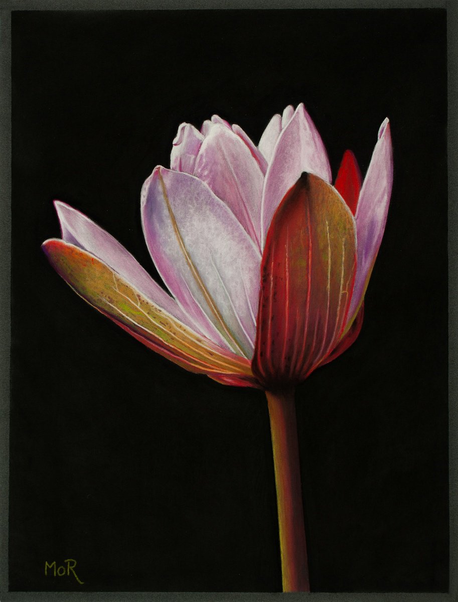 Photorealistic Botanical Pastel Drawing By Dietrich Moravec, 12 X 16, Pink Lotus, Original Artwork