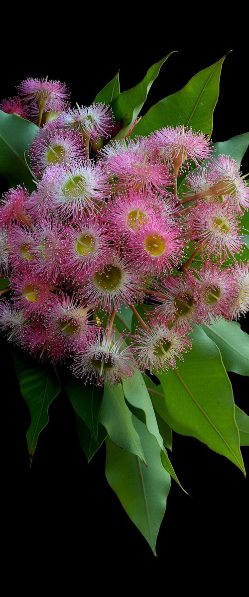 Corymbia Precious Pearl by Nadia Culph