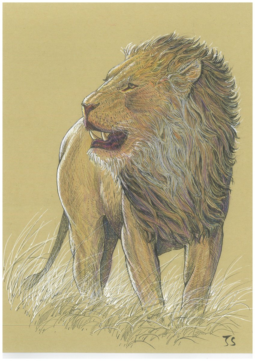 Lion by Jenny Sze
