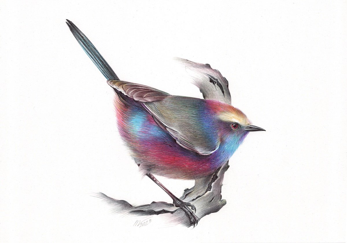 Photorealistic Animal Drawing By Daria Maier, 13 X 9, White-Browed Tit-Warbler, Original Artwork