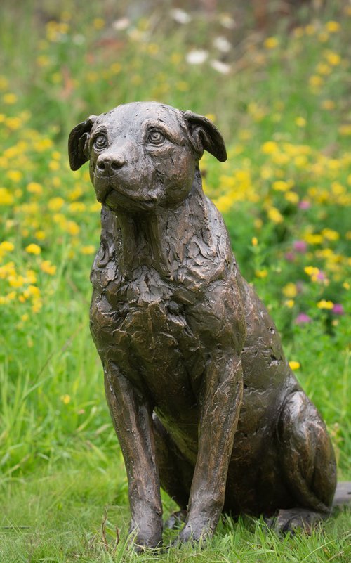 Sitting Crossbreed Dog BR by Tanya Russell