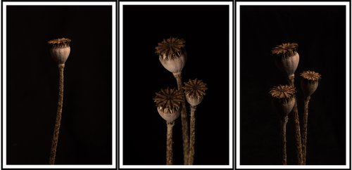 Poppy Heads Triptych by V Sebastian