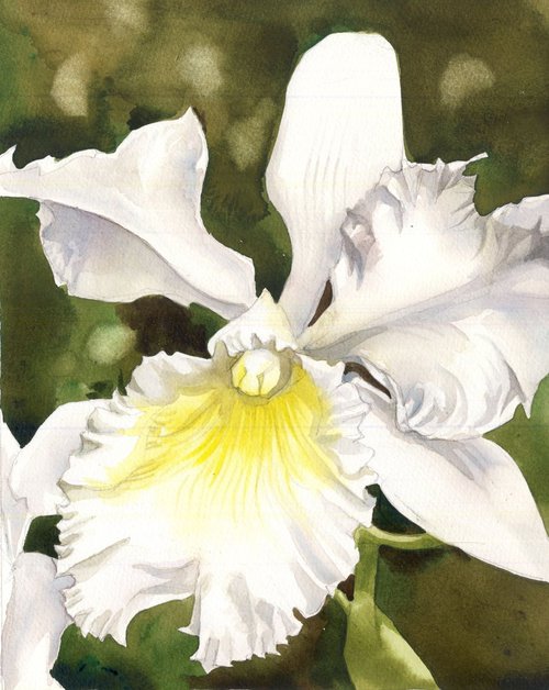 a painting a day # 42 "White cattleya" by Alfred  Ng