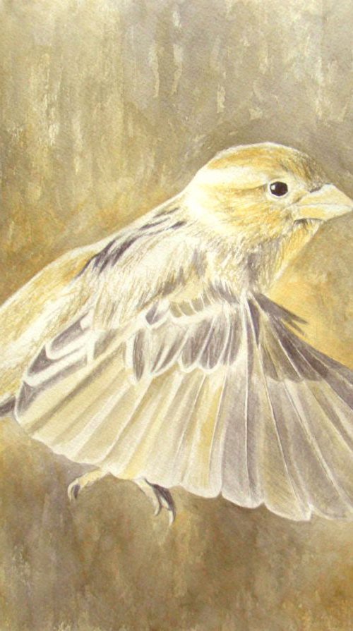 Sparrow by Natalia Salinas Mariscal
