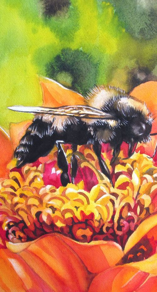 Bee with Zinnia by Alfred  Ng