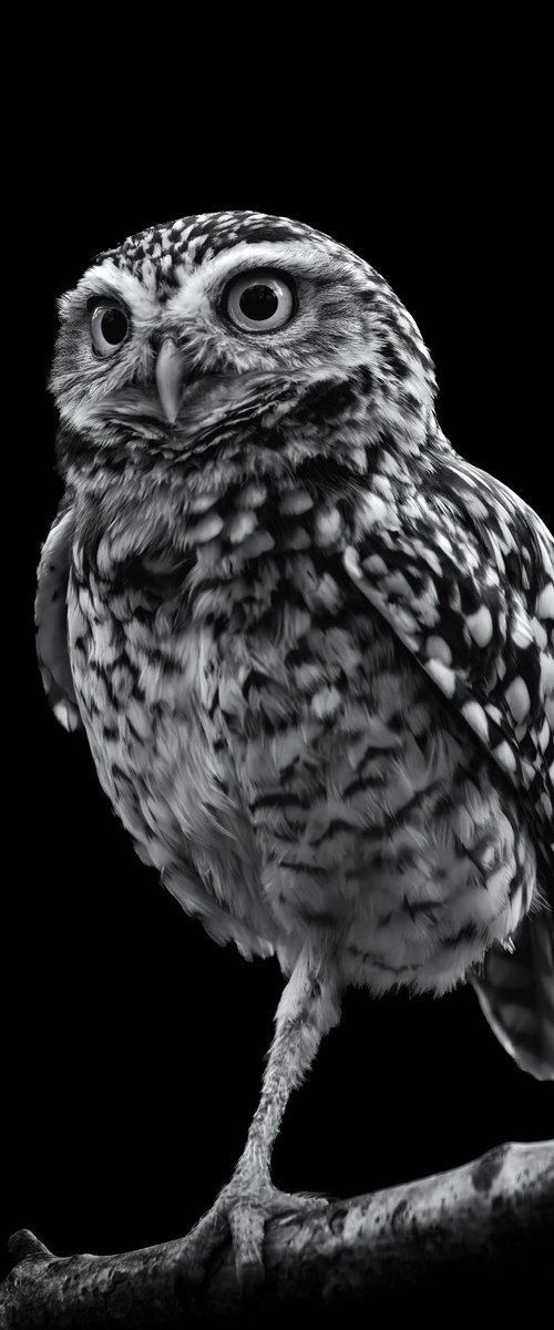 Burrowing Owl on a branch by Paul Nash