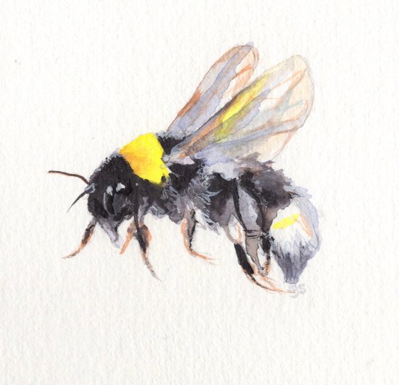 Framed Watercolour Bee 3