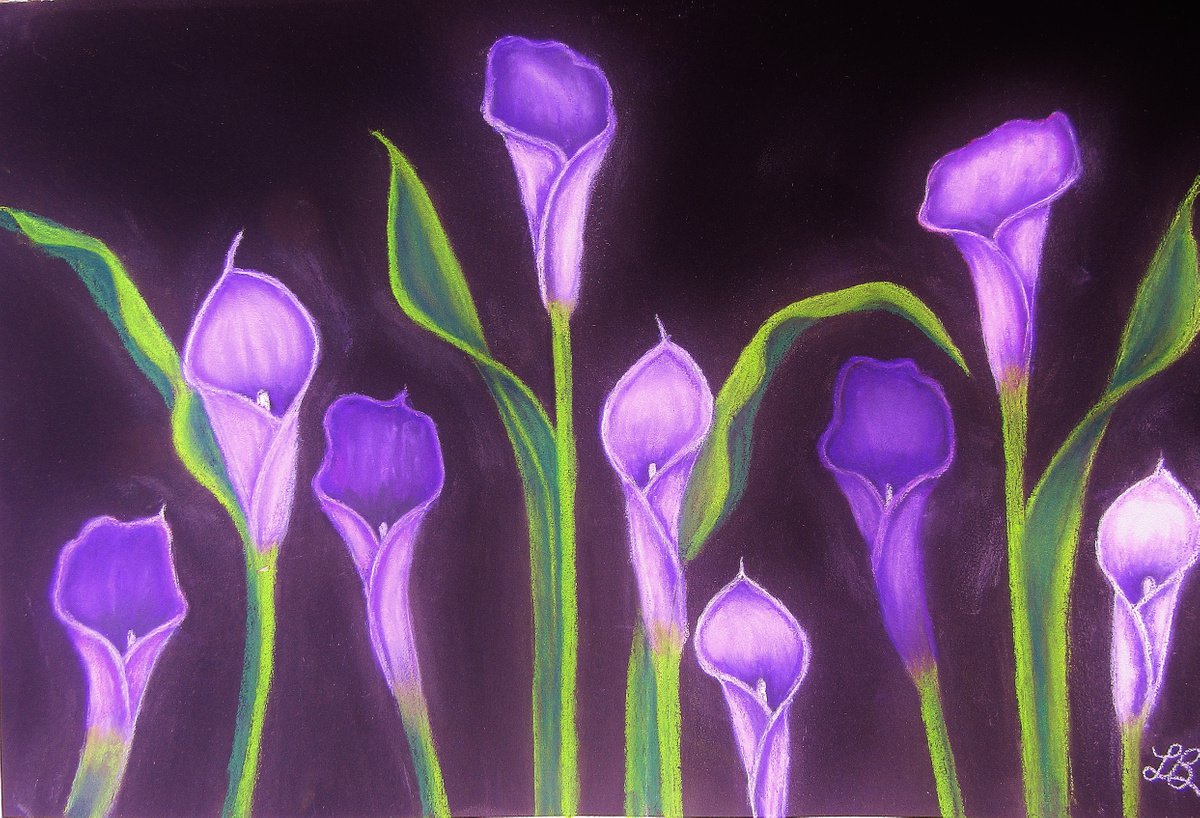 Purple Calla Lilies on Black by Linda Burnett