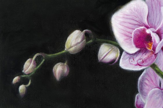 A Spray of Pink Orchids