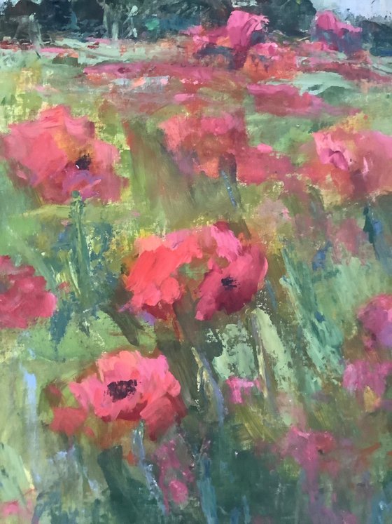 Poppies