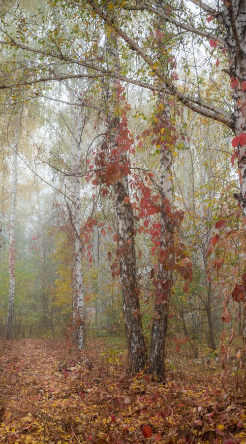 Autumn Calm II — Misty Birches by Vlad Durniev