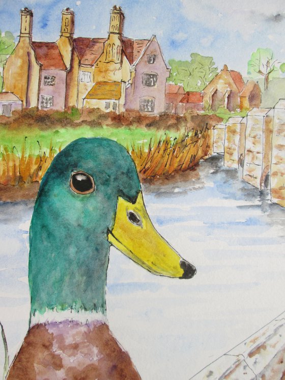 Mallard Duck at Woolbridge