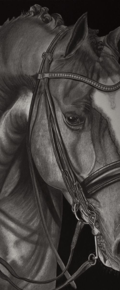 Equus Caballus by Paul Stowe