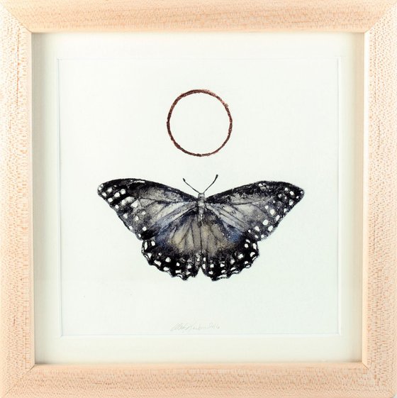 Morpho / Framed in a Maple Frame