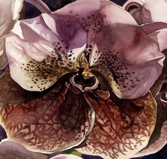 vanda orchid watercolor