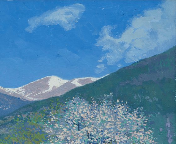 Apple blossom in gorge