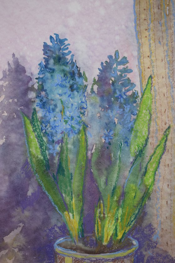 Spring morning. Hyacinth.