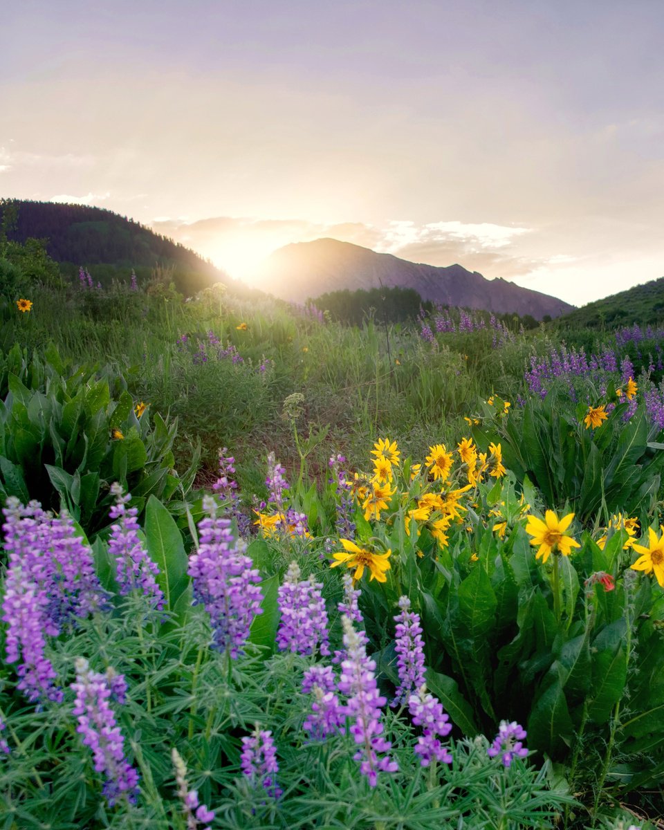 Photorealistic Landscape Photograph By Emily Kent, 25 X 31, Wildflowers At Dusk, Original Artwork