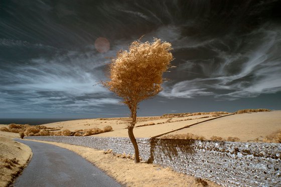 Tree, Crowlink Lane, East Sussex