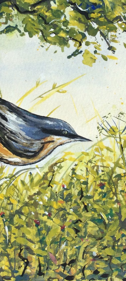 Nuthatch by Lucy Smerdon