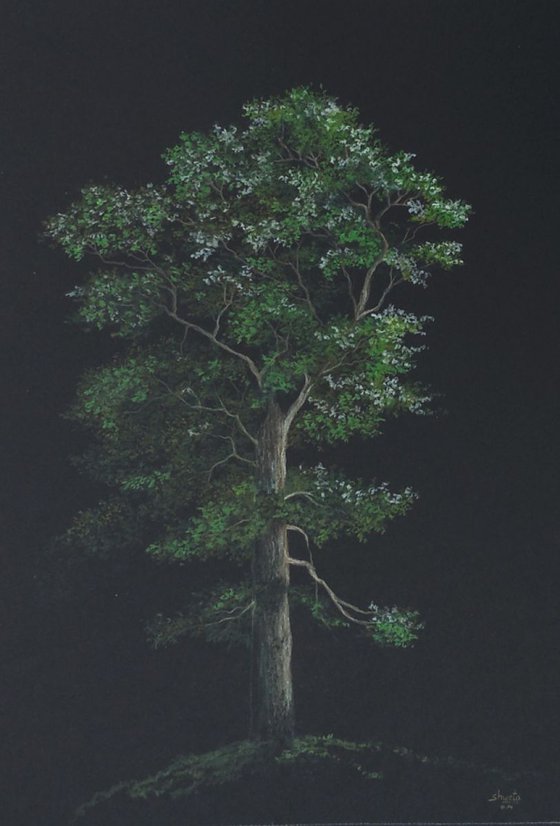 Chir Pine Tree
