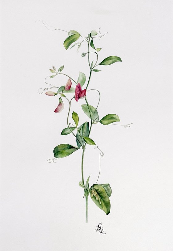 Red sweet pea (Fragrant Summer)