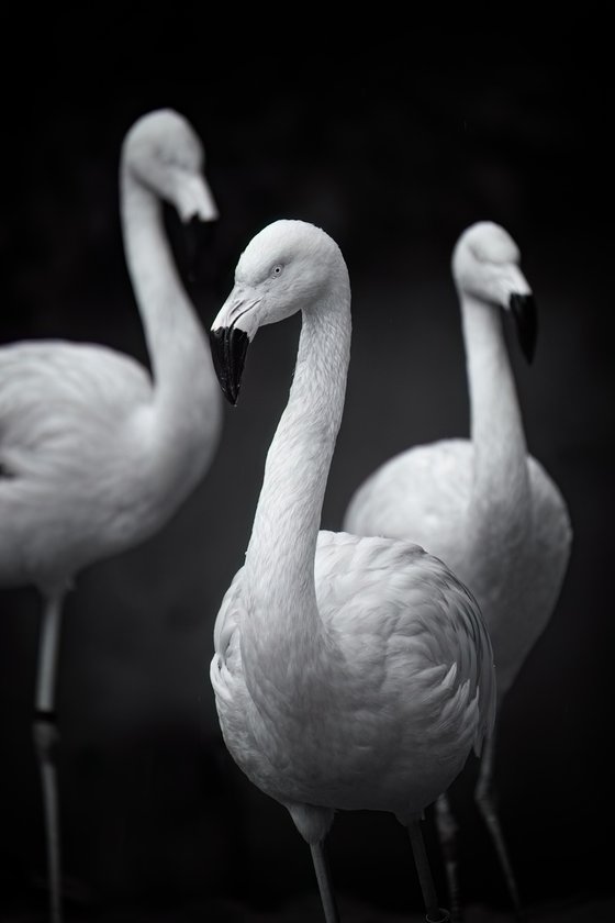 Three Flamingoes
