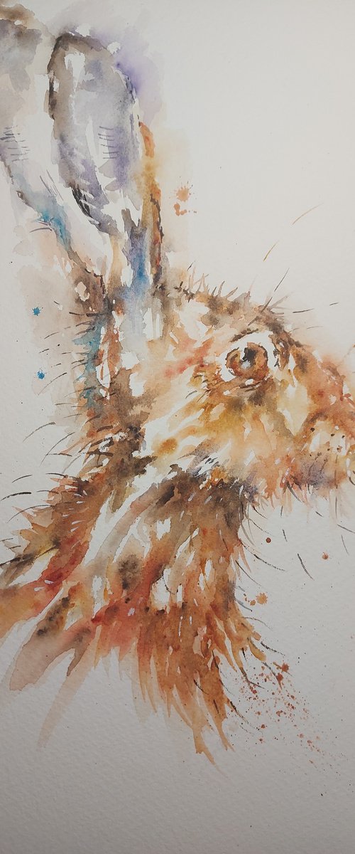 Hare portrait by Sue  Green