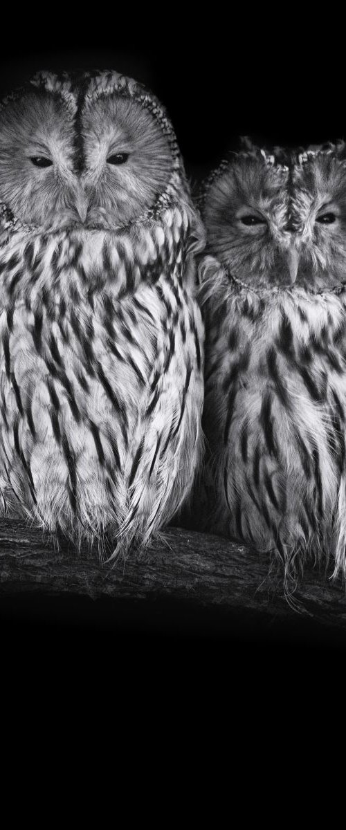 Double Ural Owl on a branch by Paul Nash