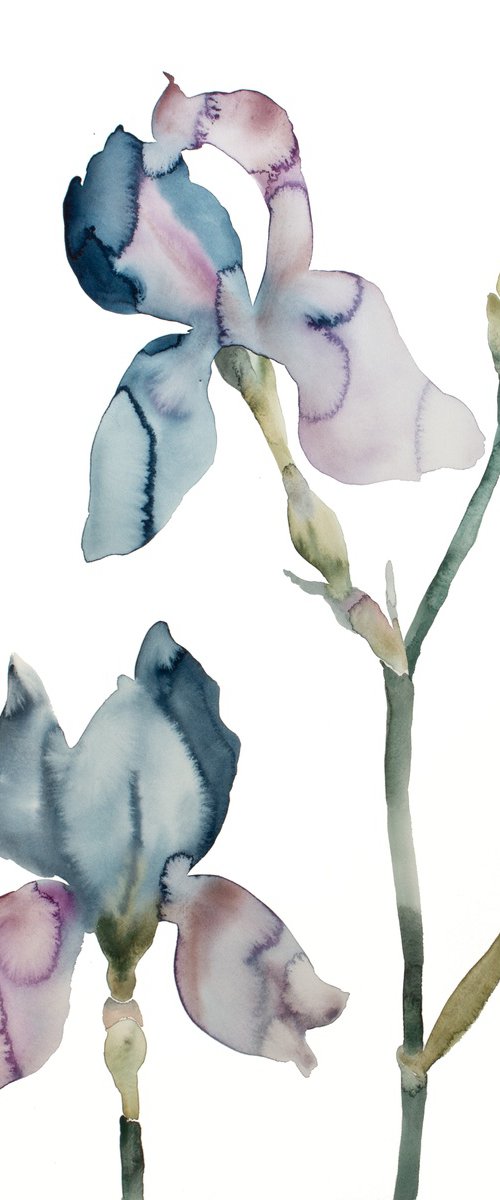 Iris No. 196 by Elizabeth Becker