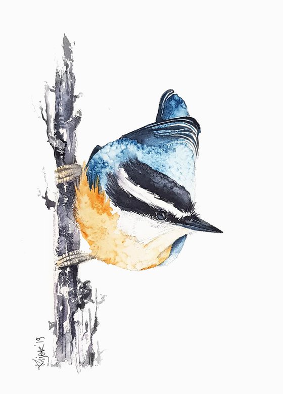 Red-breasted nuthatch,  birds, wildlife watercolours