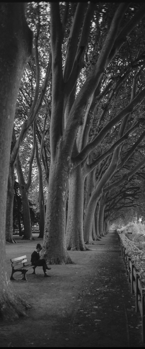 Edition 6/10- Treeline, Chinon, France by Paul Cooklin