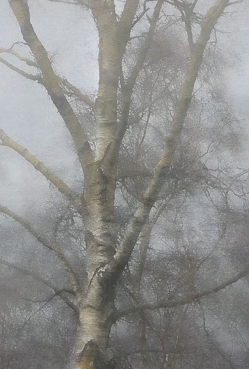 Silver Birch by Simon Antony Wilson