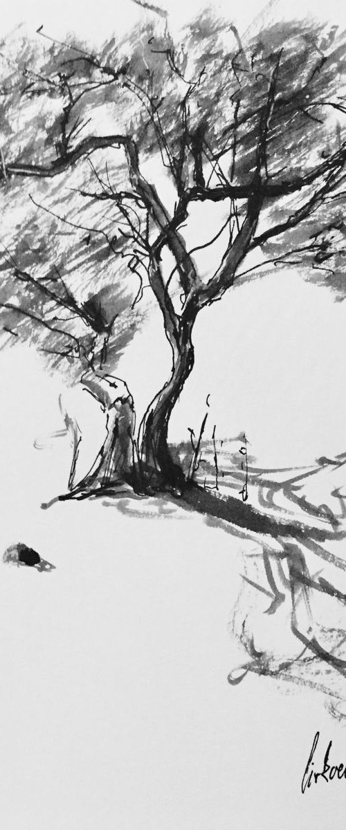Olive tree by Tihomir Cirkvencic