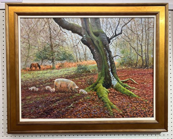 Ridley Wood Beech and Pigs