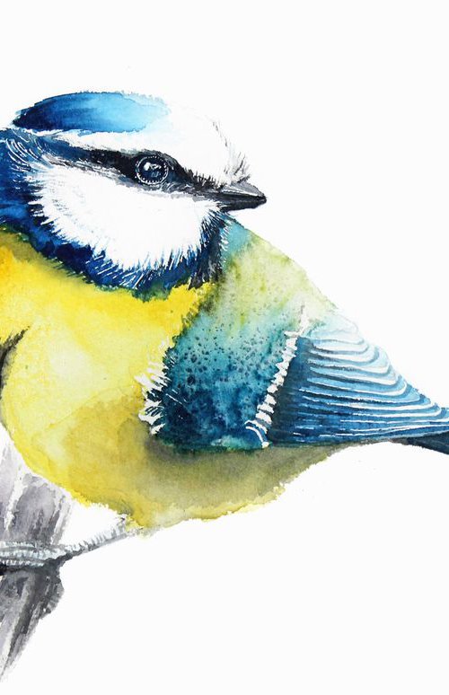 Blue tit II, 20x30cm, watercolour painting by Karolina Kijak