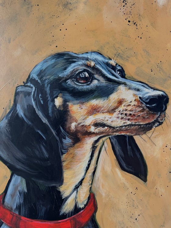 Derek the dachshund