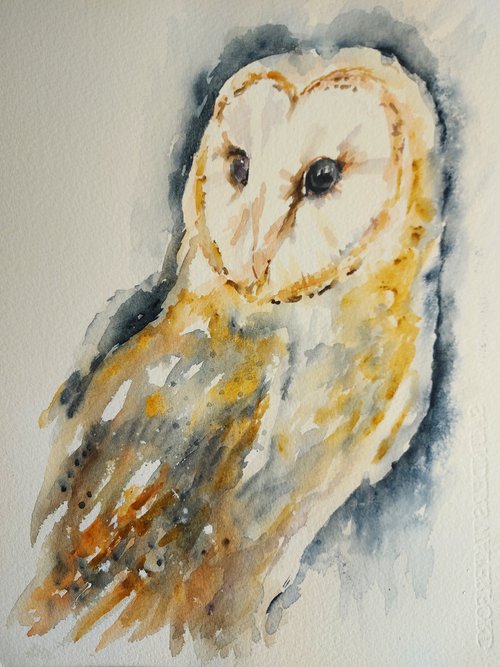 Barn Owl by Sue  Green